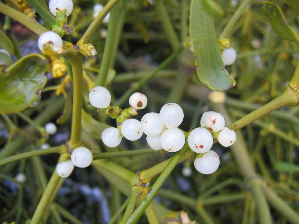White berries of mistletoe