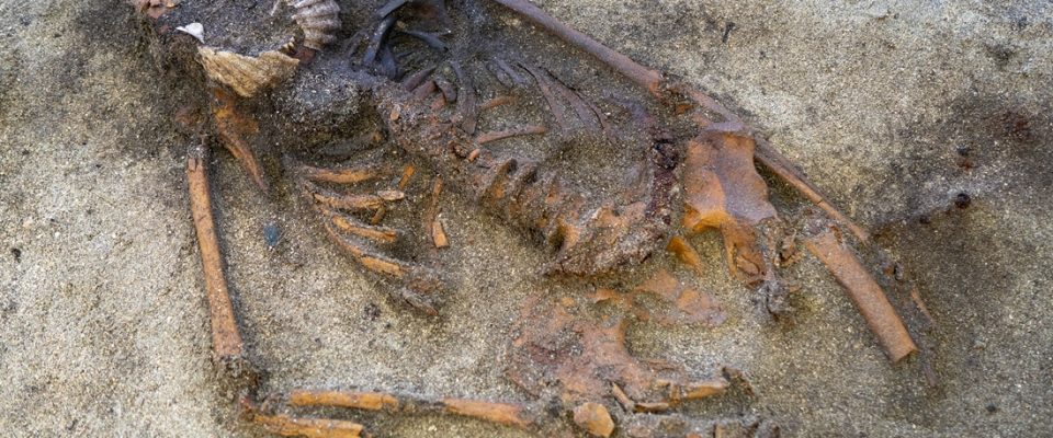 Viking-era grave containing the skeleton of a woman with scallop shells on her jaw.