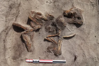 Dog skeleton in situ