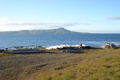 Bleached driftwood logs lying on a grassy Icelandic shore beside the sea