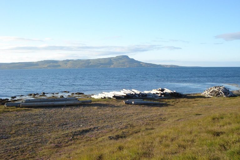Bleached driftwood logs lying on a grassy Icelandic shore beside the sea